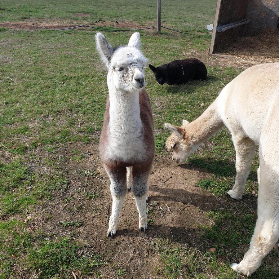 The Alpaca B&B Chalais (Dordogne) Exterior foto