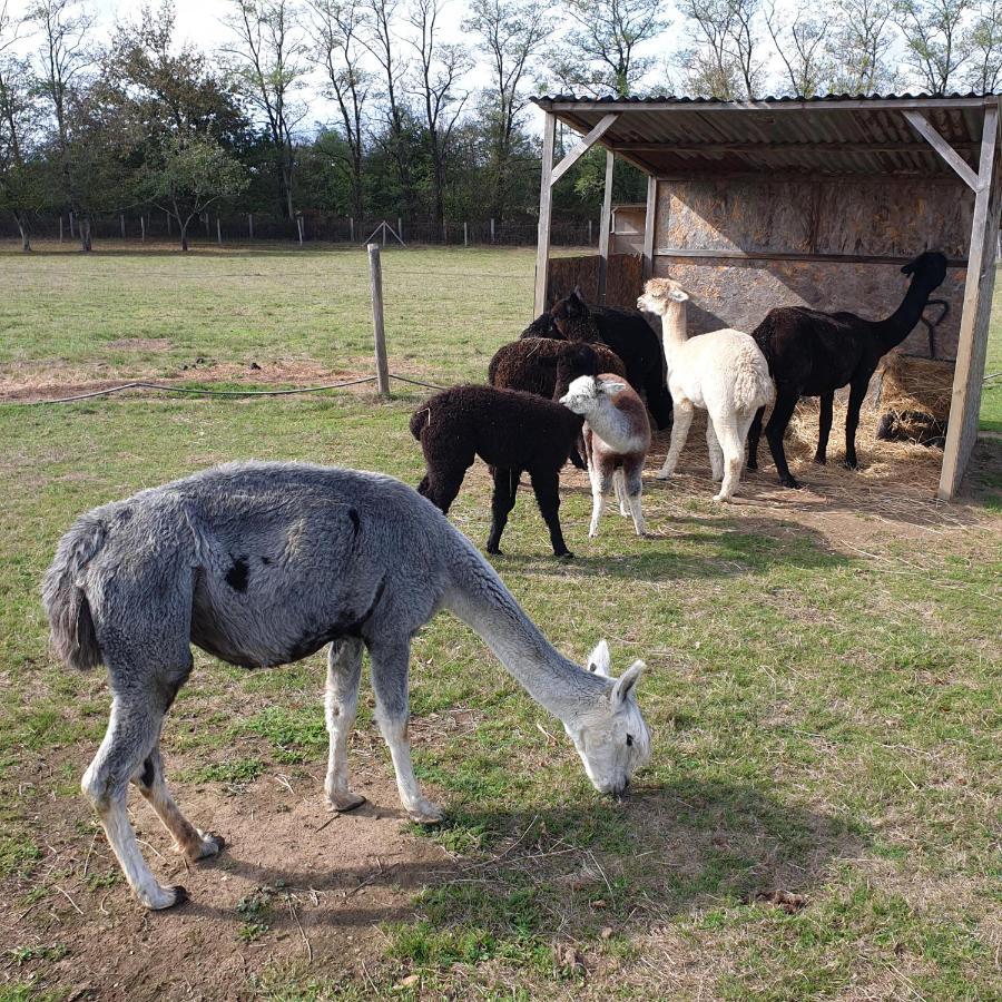 The Alpaca B&B Chalais (Dordogne) Exterior foto