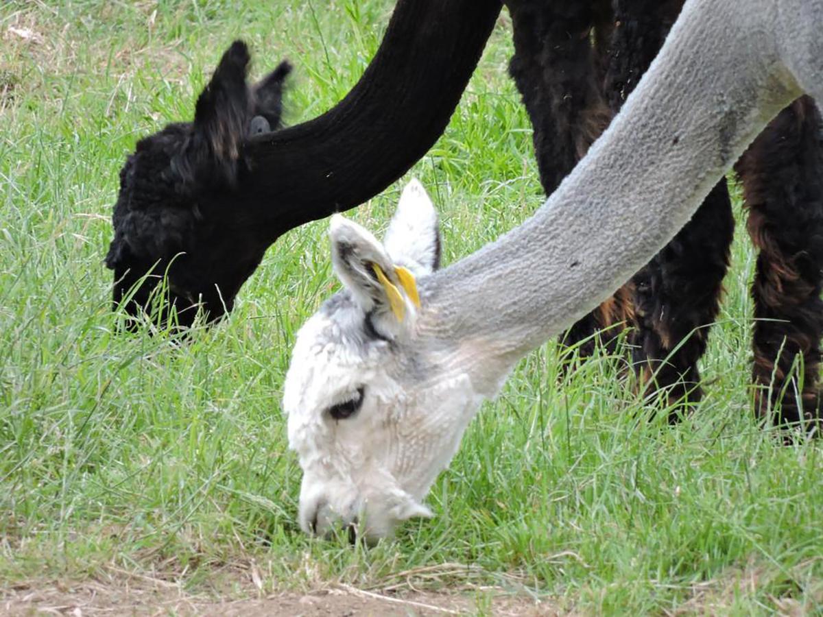 The Alpaca B&B Chalais (Dordogne) Exterior foto