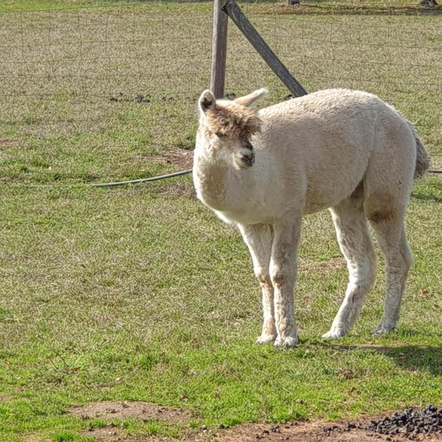 The Alpaca B&B Chalais (Dordogne) Exterior foto